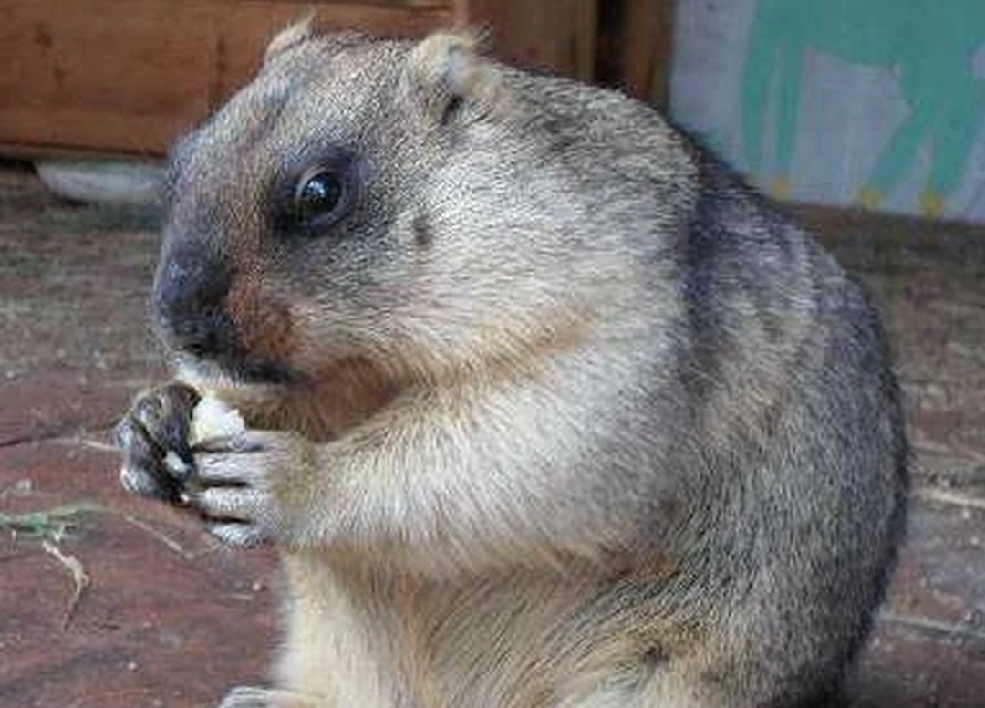 Саратовский сурок-предсказатель проснулся после апрельского снегопада